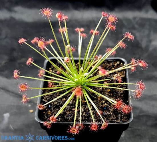 Drosera Paradoxa - Petiolaris Complex Sundews