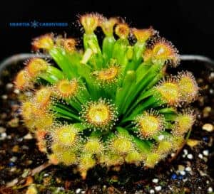 Drosera fulva Girraween N.T. 2