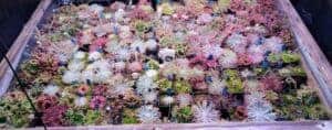 Largest Drosera Petiolaris Complex Collection