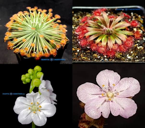 Drosera broomensis 'Deep Creek' x (Drosera derbyensis x falconeri) Seeds