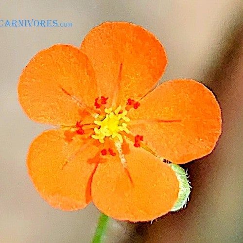 Drosera aff. paradoxa “orange flowers” Mount Bomford, Kimberley, W. A. Flower