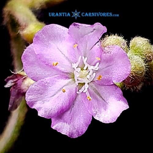 Drosera Paradoxa 'Drysdale River Station' (100 km north) Pink Flower