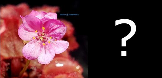 Drosera falconeri pink flower clone Hybrid Seeds