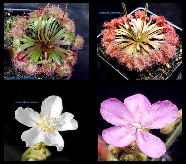 Drosera kenneallyi Mitchell Plateau x Drosera darwinensis 'Berrimah' Seeds