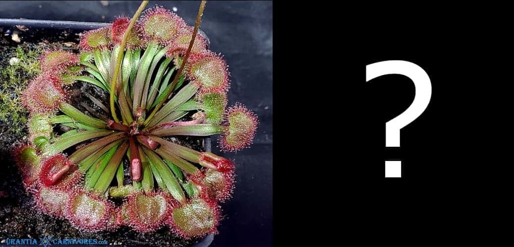 Drosera kenneallyi Mitchell Plateau' Hybrid Seed