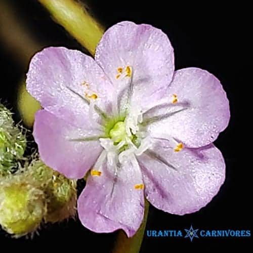 Drosera Aff. Paradoxa 'Theda' Flower