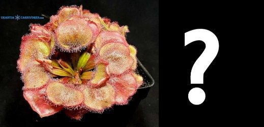 Drosera falconeri 'Wangi' x Mystery Plant