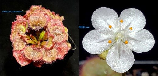 Drosera Falconeri 'Wangi' Seeds