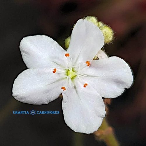 Drosera Paradoxa 'Drysdale River Station' (100 km north) Light Pink Flower