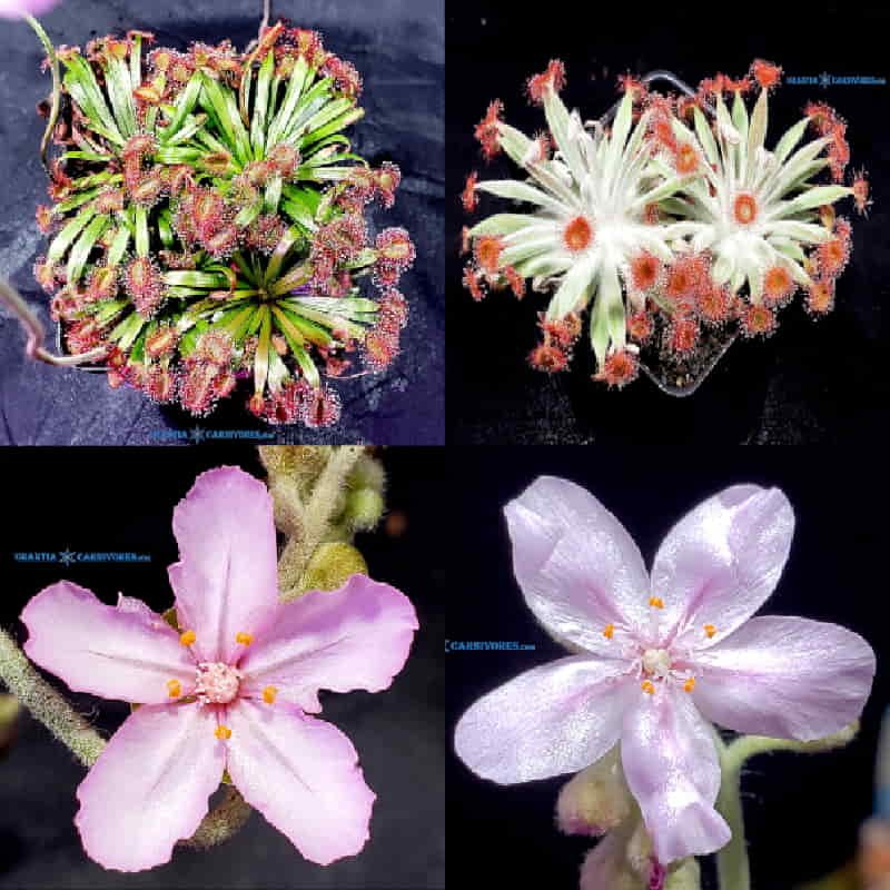 Drosera aff. brevicornis 'Theda’ x Drosera aff. ordensis ‘Kingston Rest (North) Seeds