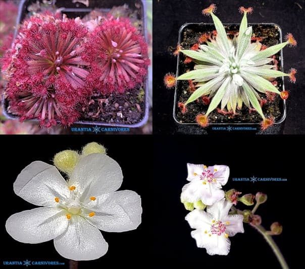 Drosera aff. lanata ‘Flying Fox Creek’ x Drosera aff. ordensis ‘Timber Creek’ Seeds