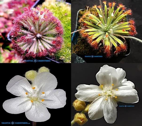 Drosera aff. lanata ‘Flying Fox Creek’ x Drosera ordensis ‘Beverley Springs’ “narrow leaf form” Seeds