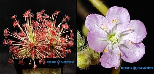 Drosera aff. paradoxa swamp form 'Theda' seeds