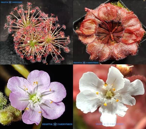 Drosera aff. paradoxa “swamp form” ‘Theda’ x Drosera falconeri ‘Fly Creek’ Seeds