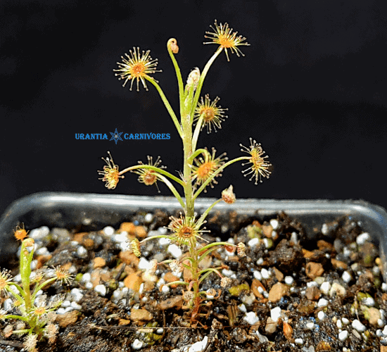 Drosera banksii 'Finnis River, N.T.'