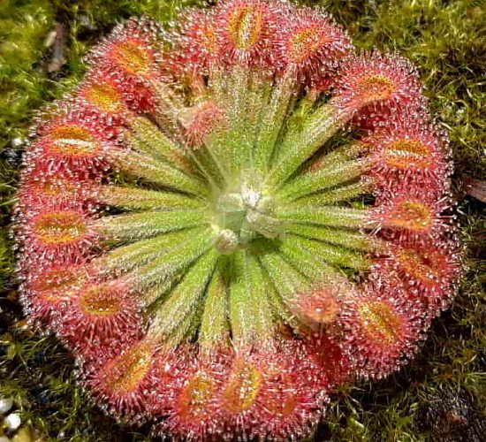 Drosera brevicornis 'Batchelor'