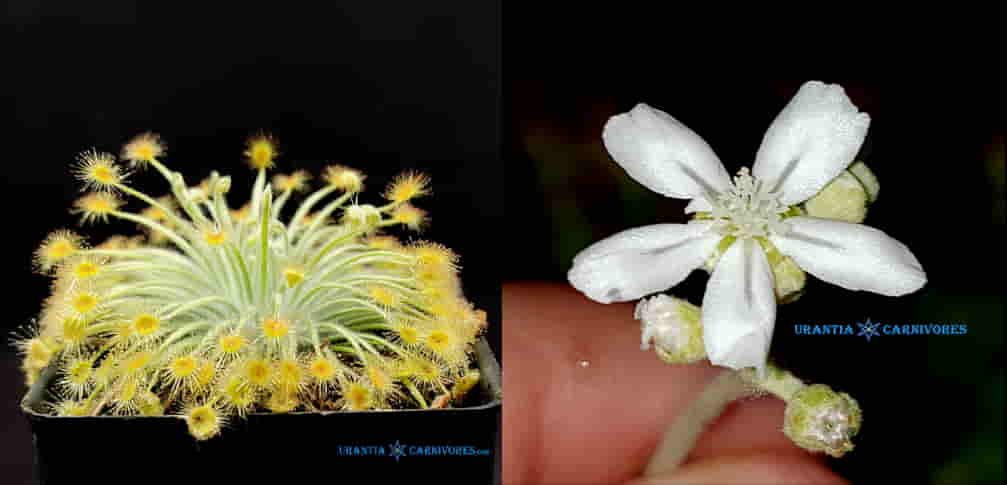 Drosera broomensis 'Coulomb Point, Broome' (60km North) Seeds