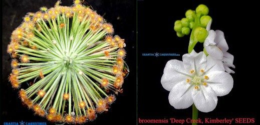 Drosera broomensis Deep Creek seeds