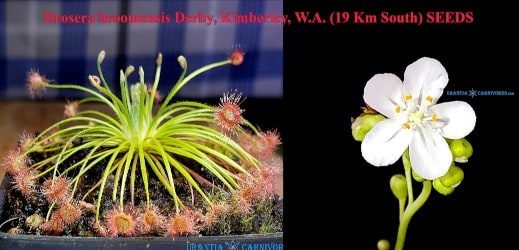 Drosera broomensis Derby, Kimberley, W.A. (19 Km South) SEEDS