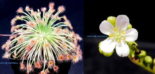 Drosera broomensis 'Ngadalargin wetland seeds