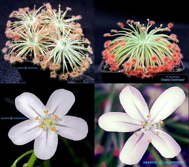 Drosera broomensis 'Taylors Lagoon' ( northern shores) x Drosera broomensis 'Taylor's Lagoon'