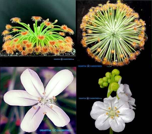 Drosera broomensis Taylor’s Lagoon’ x Drosera broomensis ‘Deep Creek’