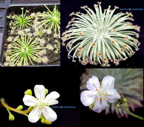 Drosera broomensis x Drosera derbyensis