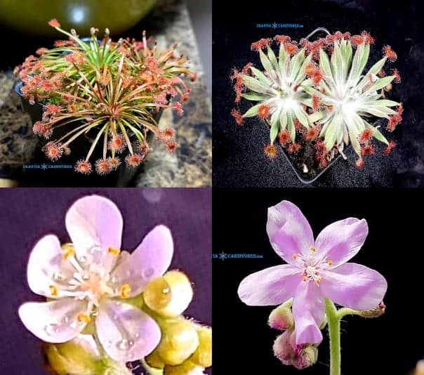 (Drosera broomensis x petiolaris) x Drosera aff. ordensis ‘Kingston Rest (North) Seeds