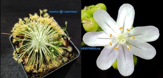 Drosera broomensis ‘Derby, Kimberley (20 km south)