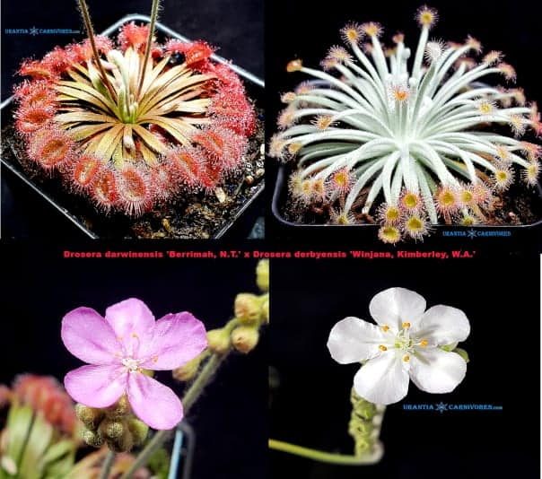 Drosera darwinensis 'Berrimah, N.T.' x Drosera derbyensis 'Winjana, Kimberley, W.A.' Seeds