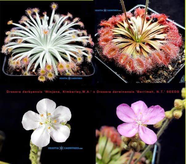 Drosera derbyensis 'Winjana, Kimberley,W.A.' x Drosera darwinensis 'Berrimah, N.T.' SEEDS