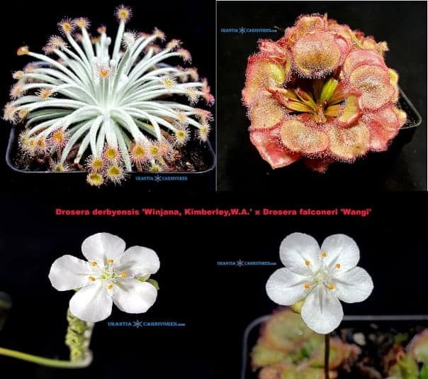 Drosera derbyensis 'Winjana, Kimberley,W.A.' x Drosera falconeri 'Wangi'