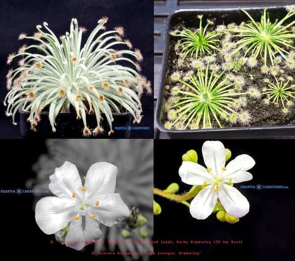 Drosera derbyensis broomensis