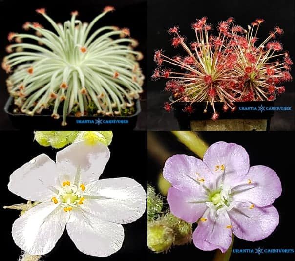 Drosera derbyensis ‘Erskine Ranges’ x Drosera aff. paradoxa ‘Theda’ Seeds