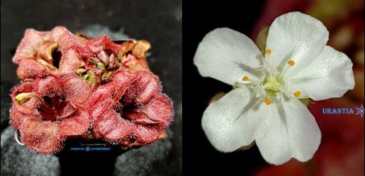 Drosera falconeri 'Charlotte River' Seeds