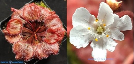 Drosera falconeri 'Fly Creek' Seeds