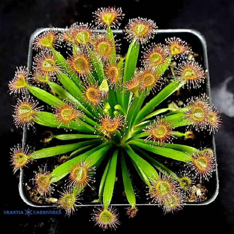 Drosera fulva 'Aposta, Howard Springs, N.T.' (5)