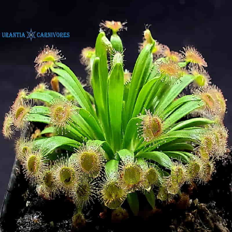 Drosera fulva 'Girraween Lagoon, N.T.' (East) (2)