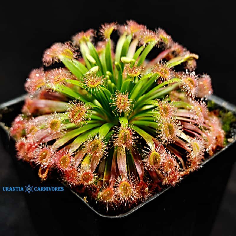 Drosera fulva Leaning Tree Northern Territory Howard River Bridge 5