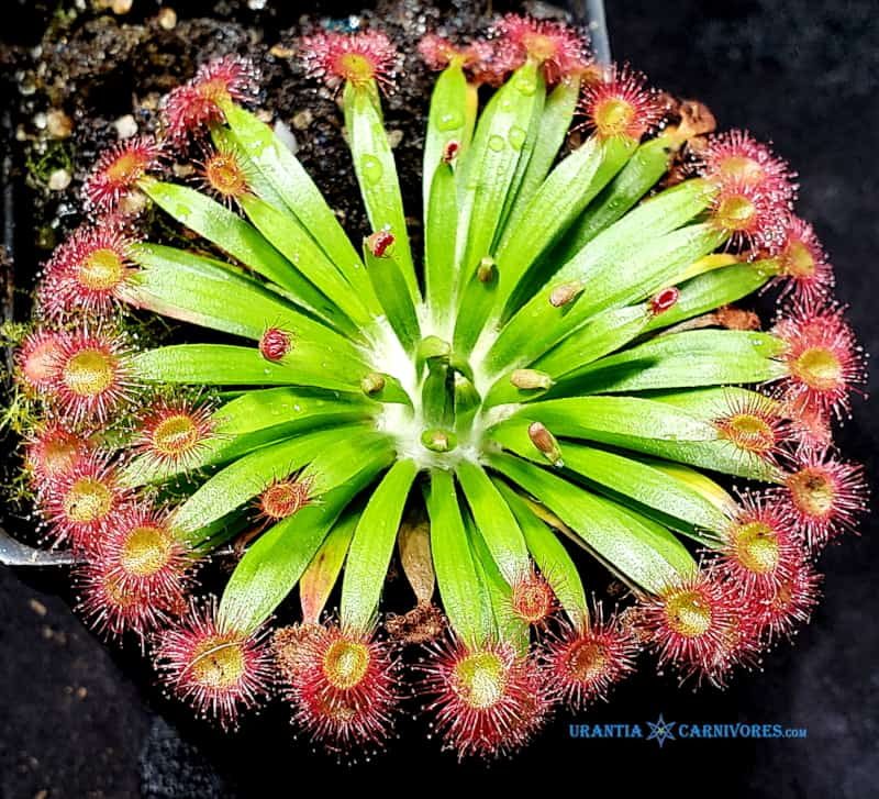 Drosera fulva 'Noonamah, N. T.' (FLOODED ZONE)