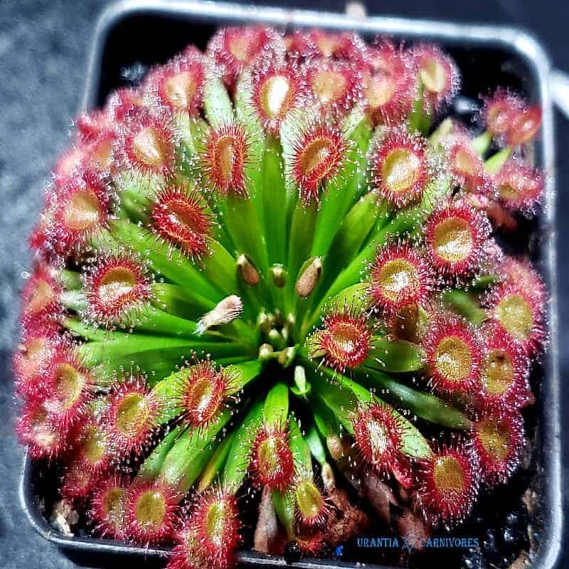 Drosera fulva Noonamah N.T. 8