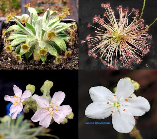 Drosera ordensis ‘Stonewall’ x Drosera Paradoxa ‘Drysdale River Station’ (100 km north) Seeds