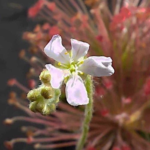 Drosera paradoxa Mount Bomford Pink Flower