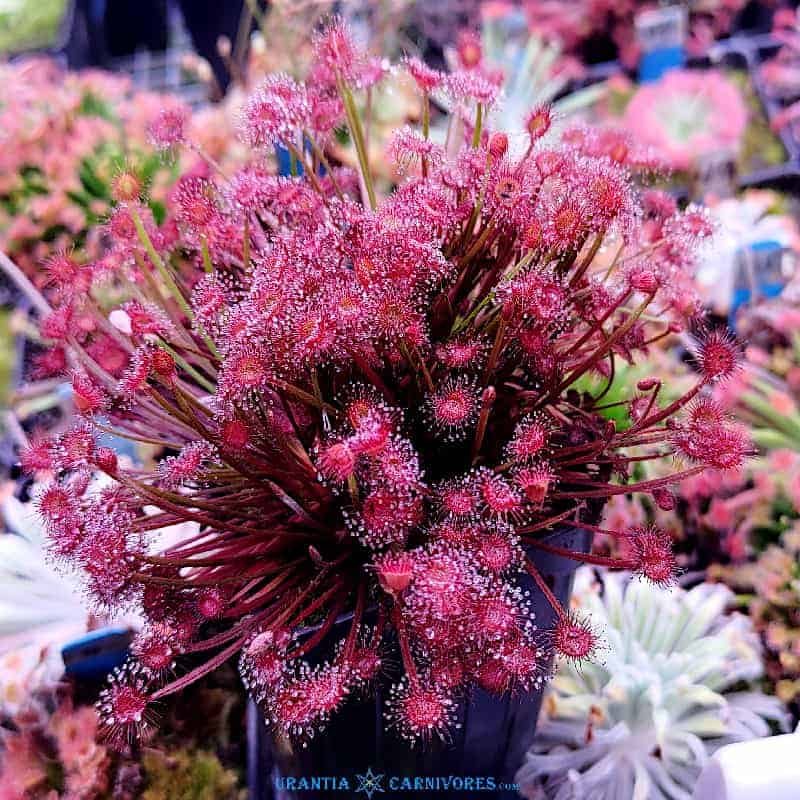 Drosera petiolaris 'Howard Springs'